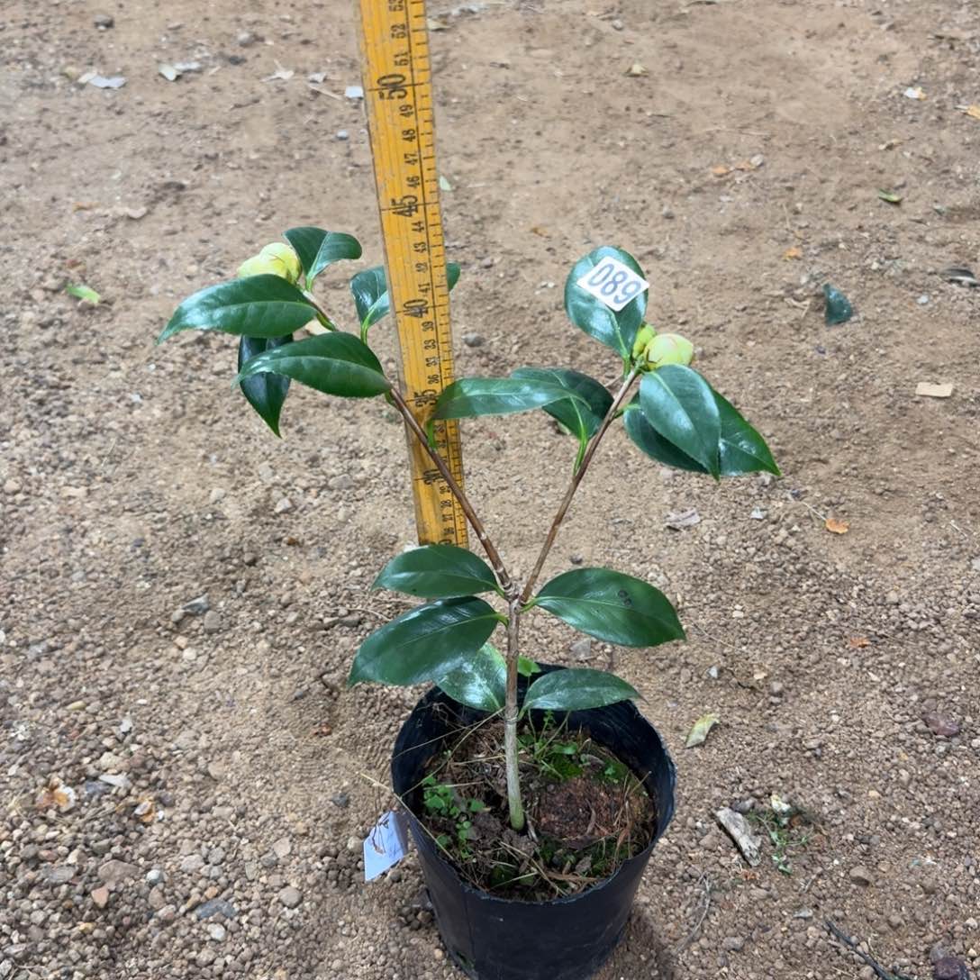 少量花朵（建议范围：2朵-5朵 或40%以下）089戴氏