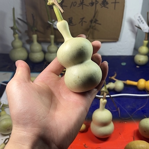 三***月哈哈哈哈哈哈哈哈哈哈哈