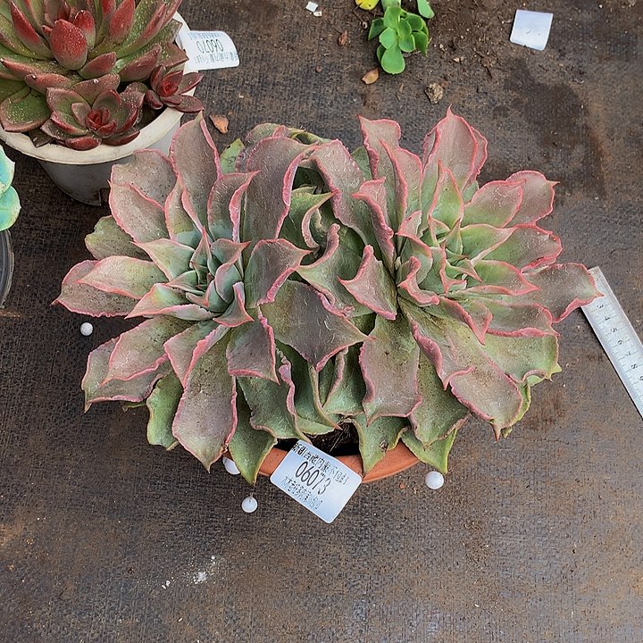 *****   饺子皮多肉06073