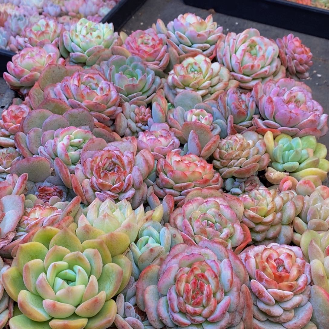 043多肉植物保护研究所所长助理研究员