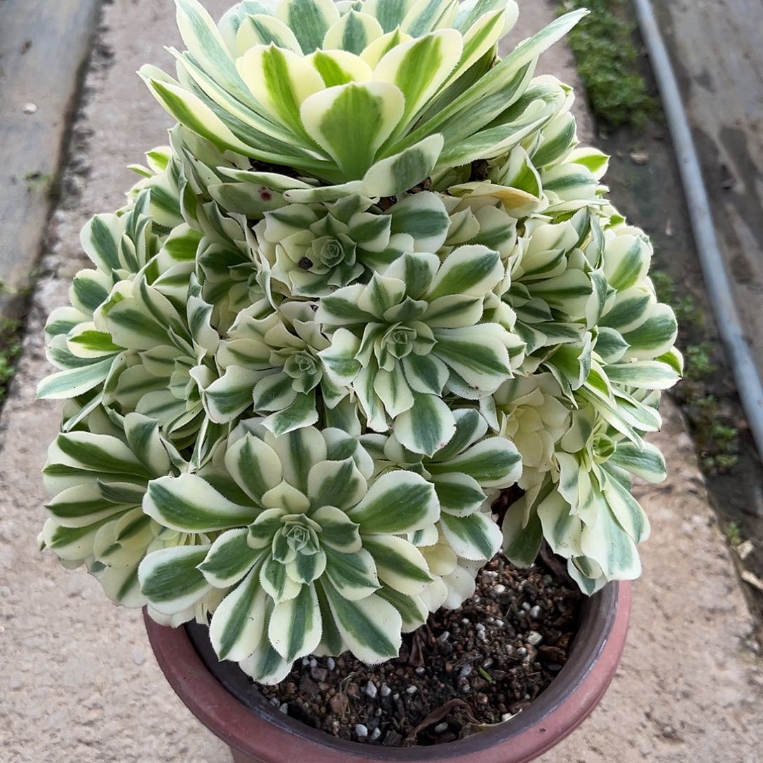 迈巴赫法师多肉植物漂亮