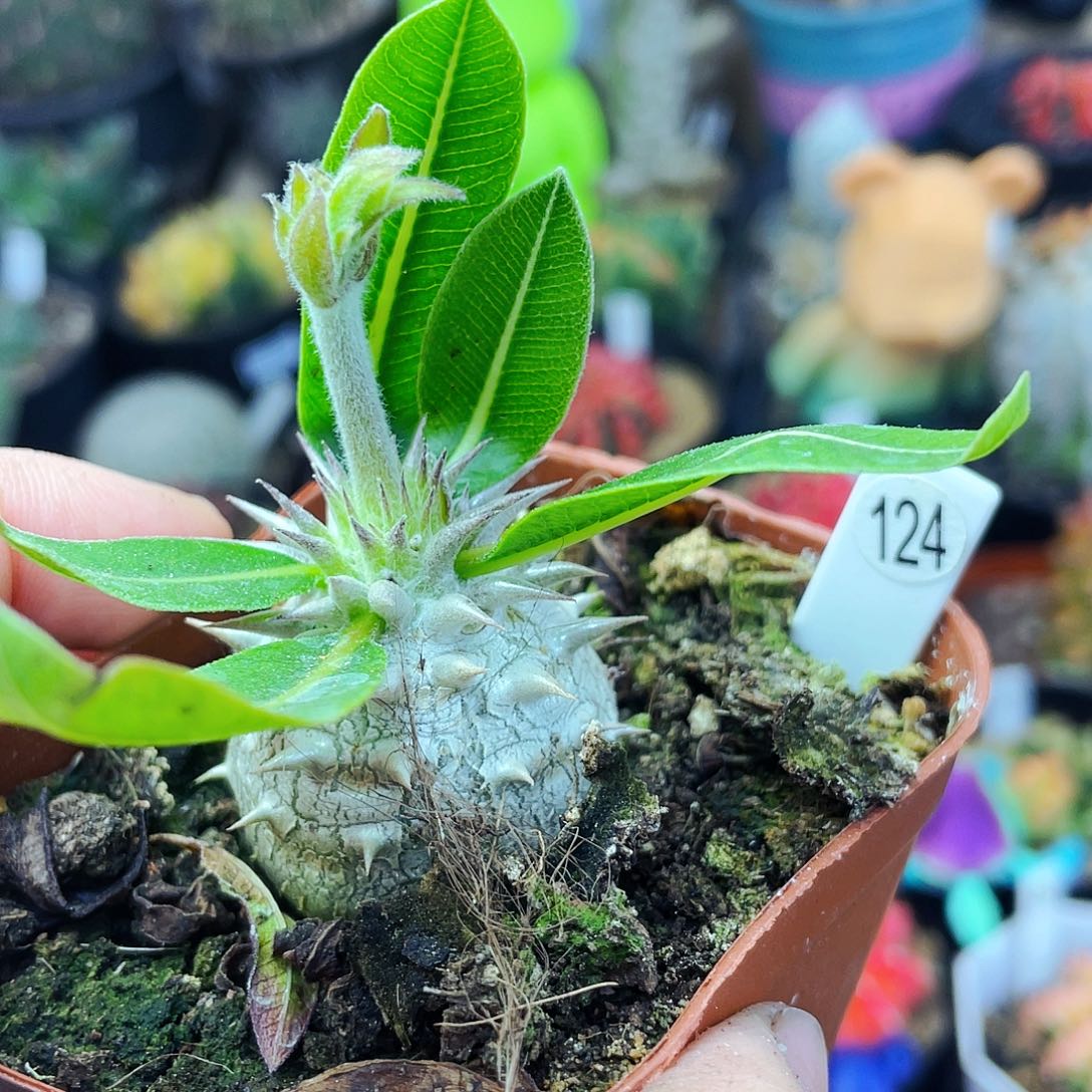 冰非偏远地区满25包邮仙人球