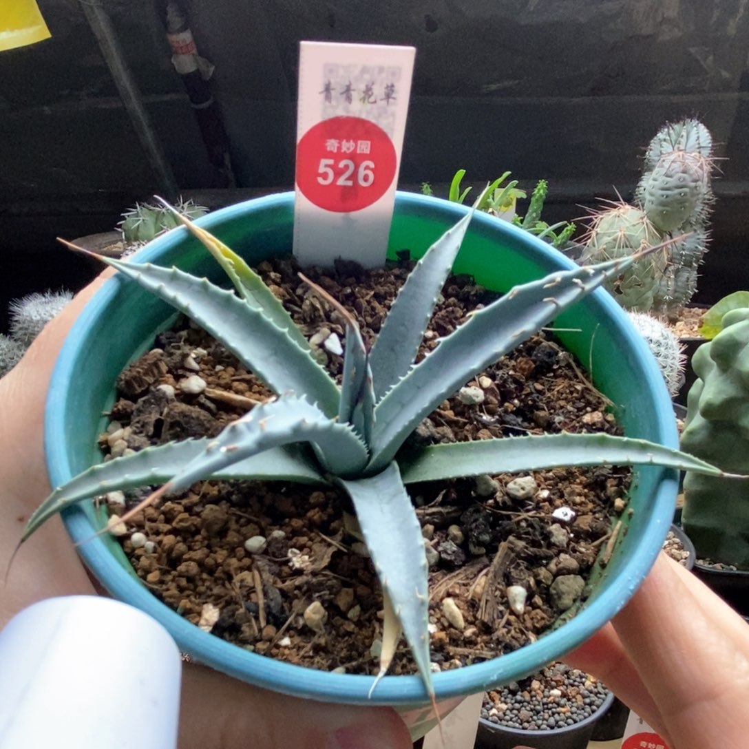 曲刺妖炎一棵仙人球