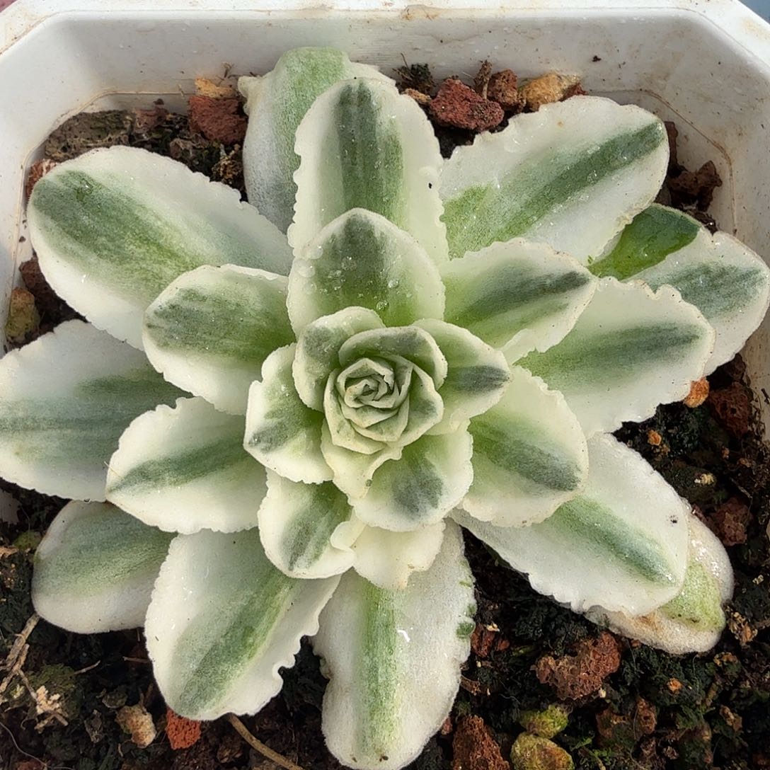 冬雪玫瑰锦，多肉植物