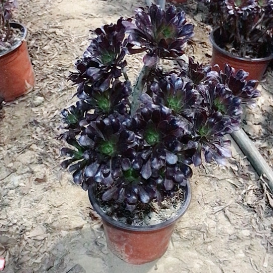 黑法师多肉植物20