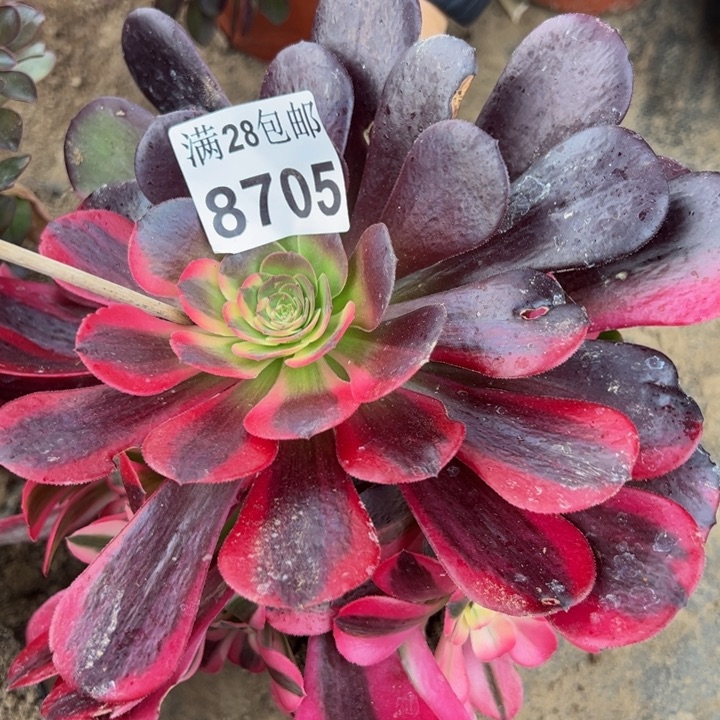 笑****李8705南美杜莎多肉