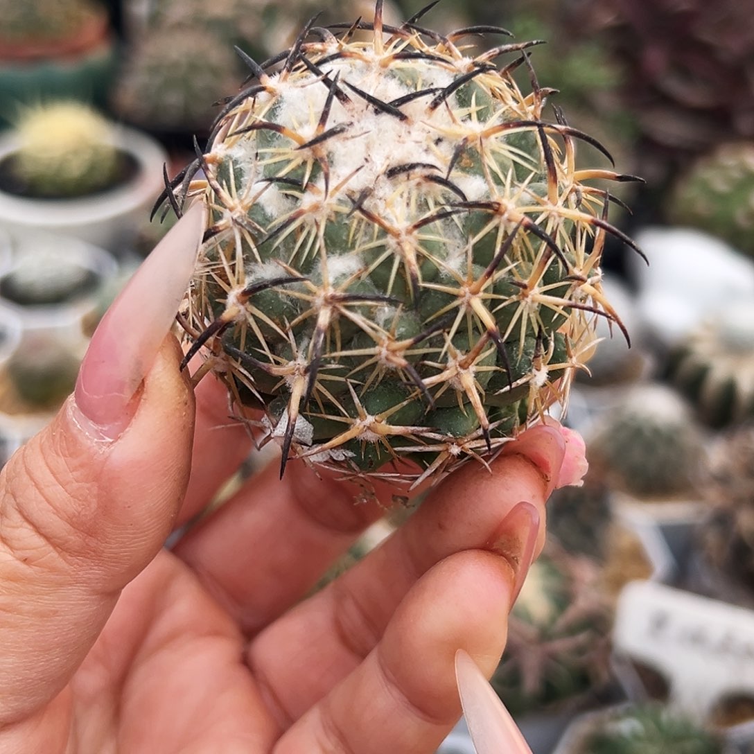 高绒钢钉有根仙人球66666666