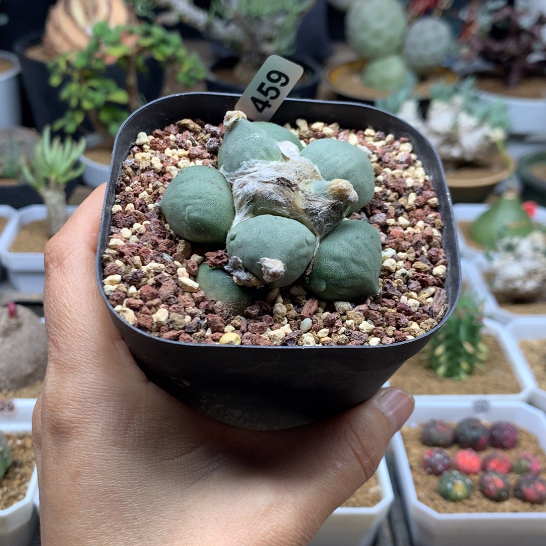 苏***玥 459号蛋尤青瓷牡丹自根带盆
