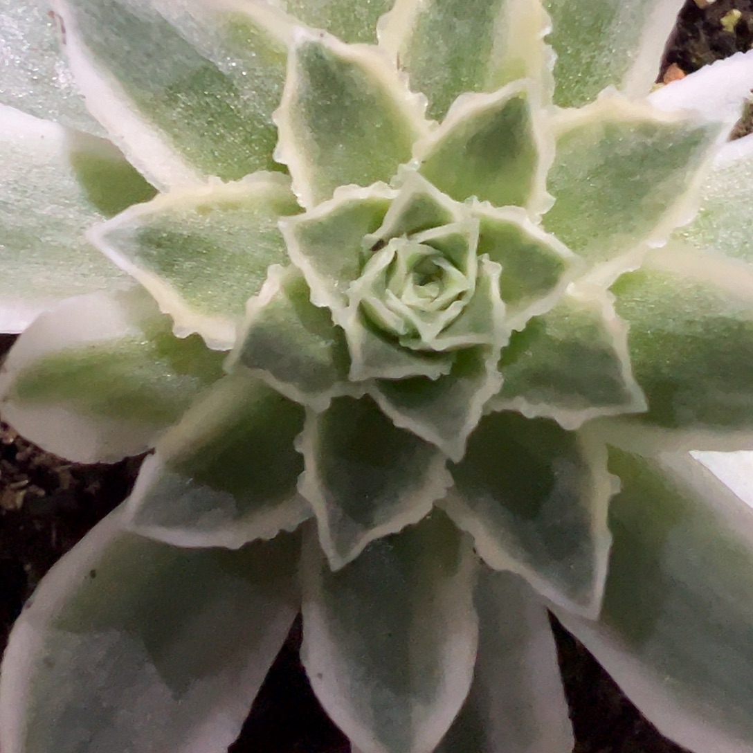 山地玫瑰锦秋夕1530号