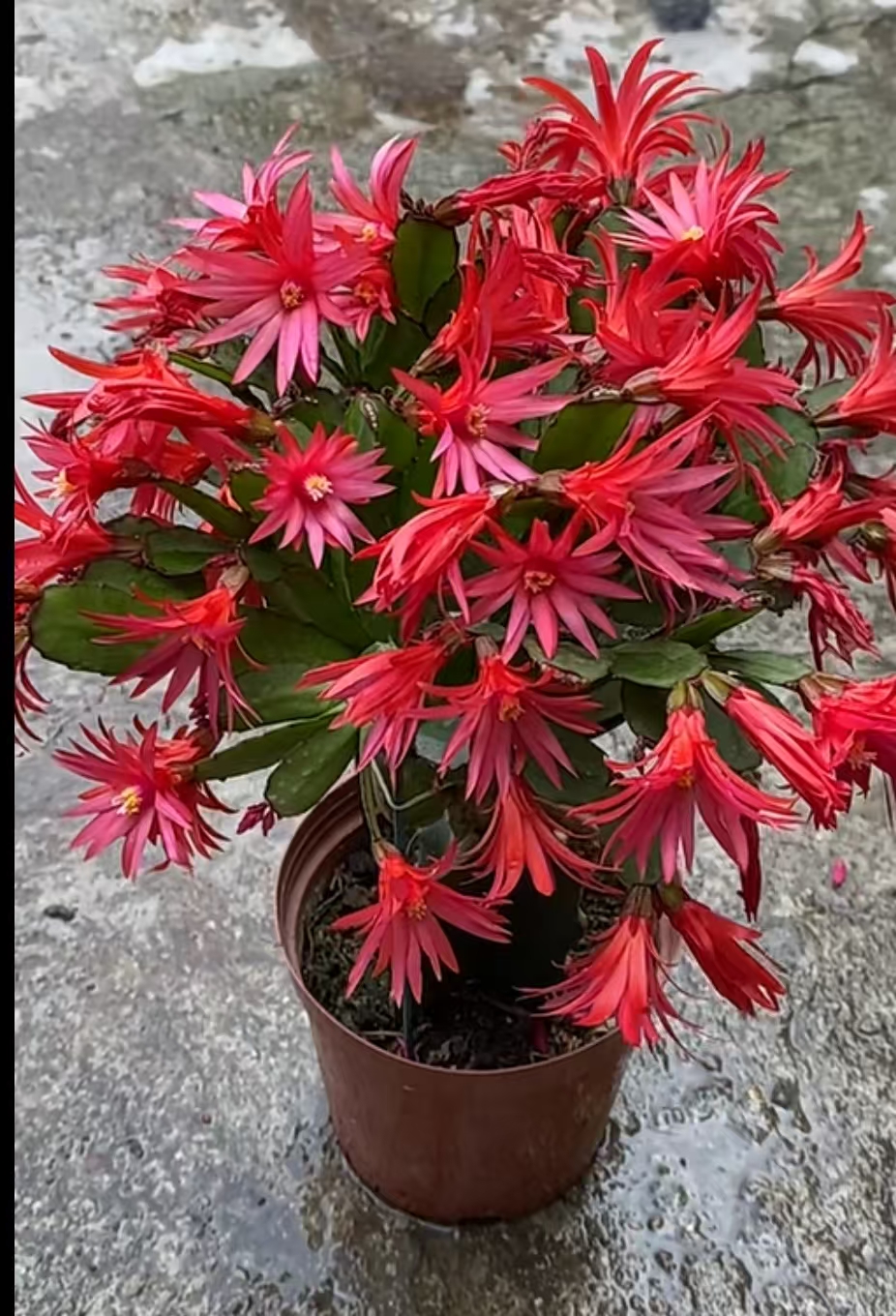 蟹爪兰假昙花进口品种多色可选花期3-5月