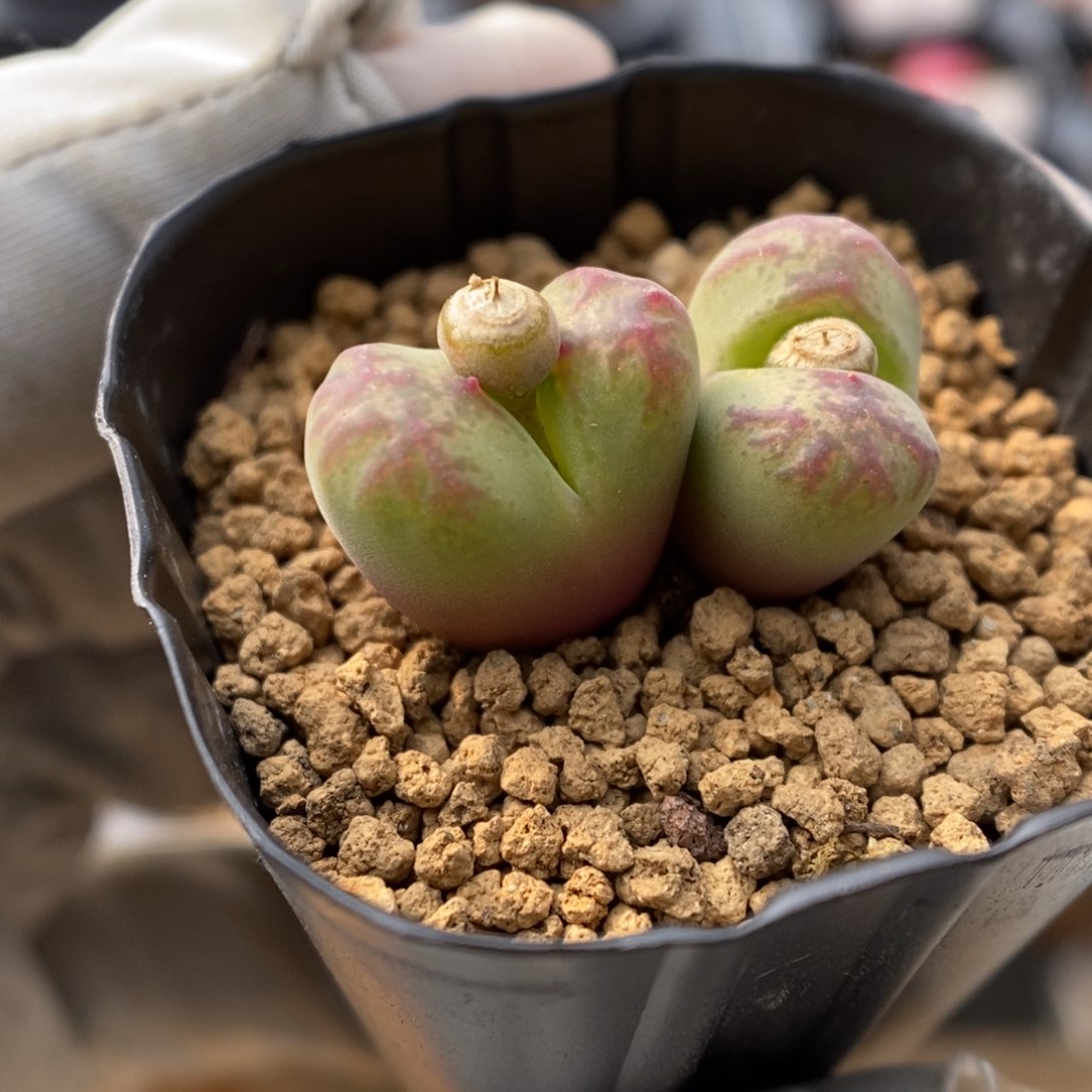 多肉植物肉锥杂交K-862