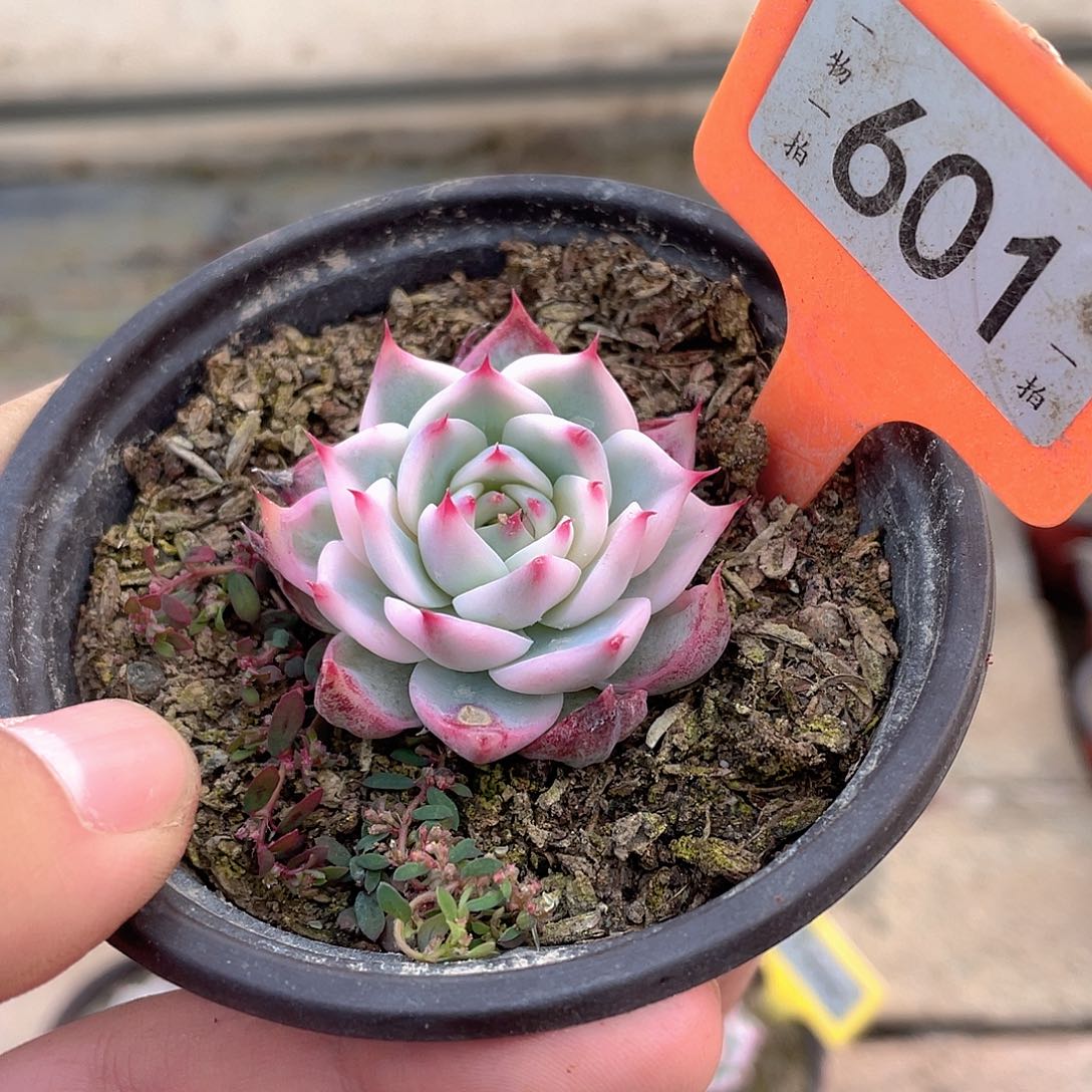 601号多肉吉娃娃偏锦