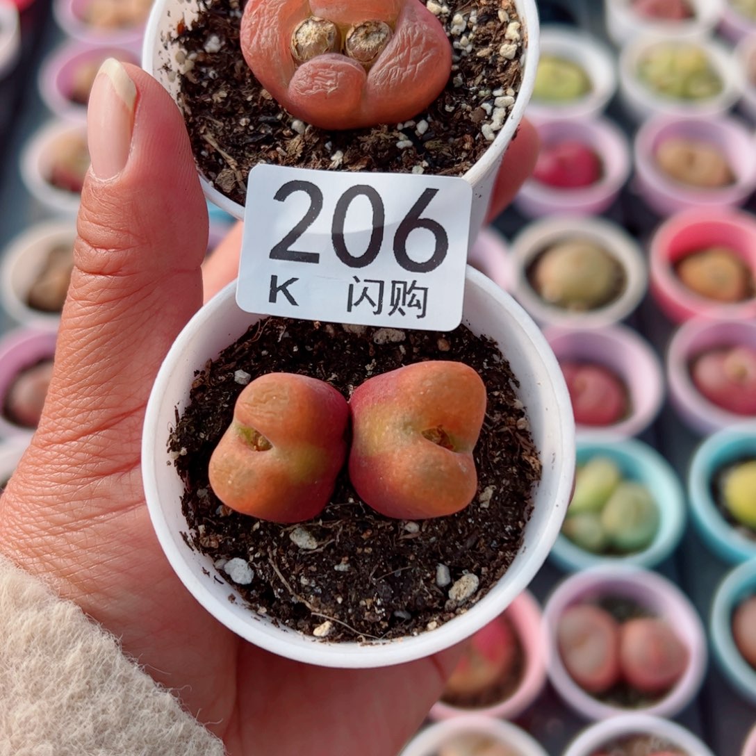 无花朵轩*我很喜欢这个K206