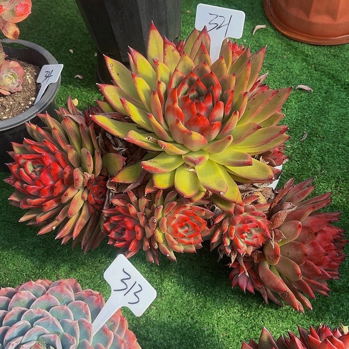 暮***雨丽娟花卉摩根大群