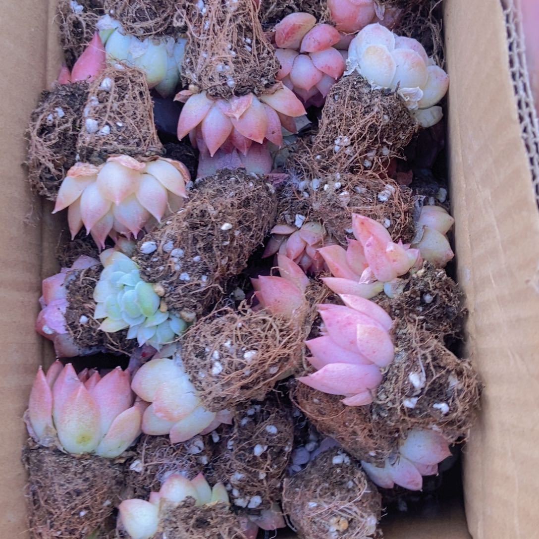 精品多肉植物60保