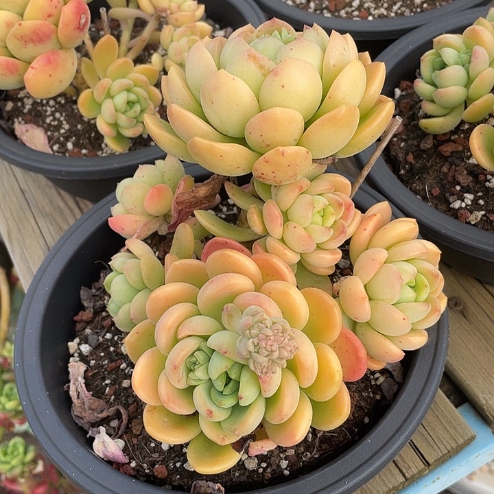 102 多肉不带盆土满20包邮发货