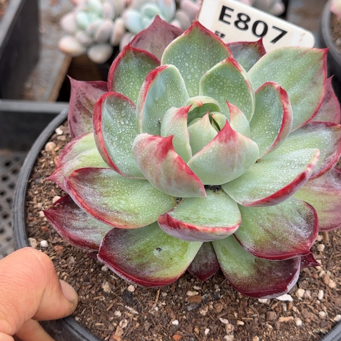 惊鸿一物一拍包装收缩花旱807