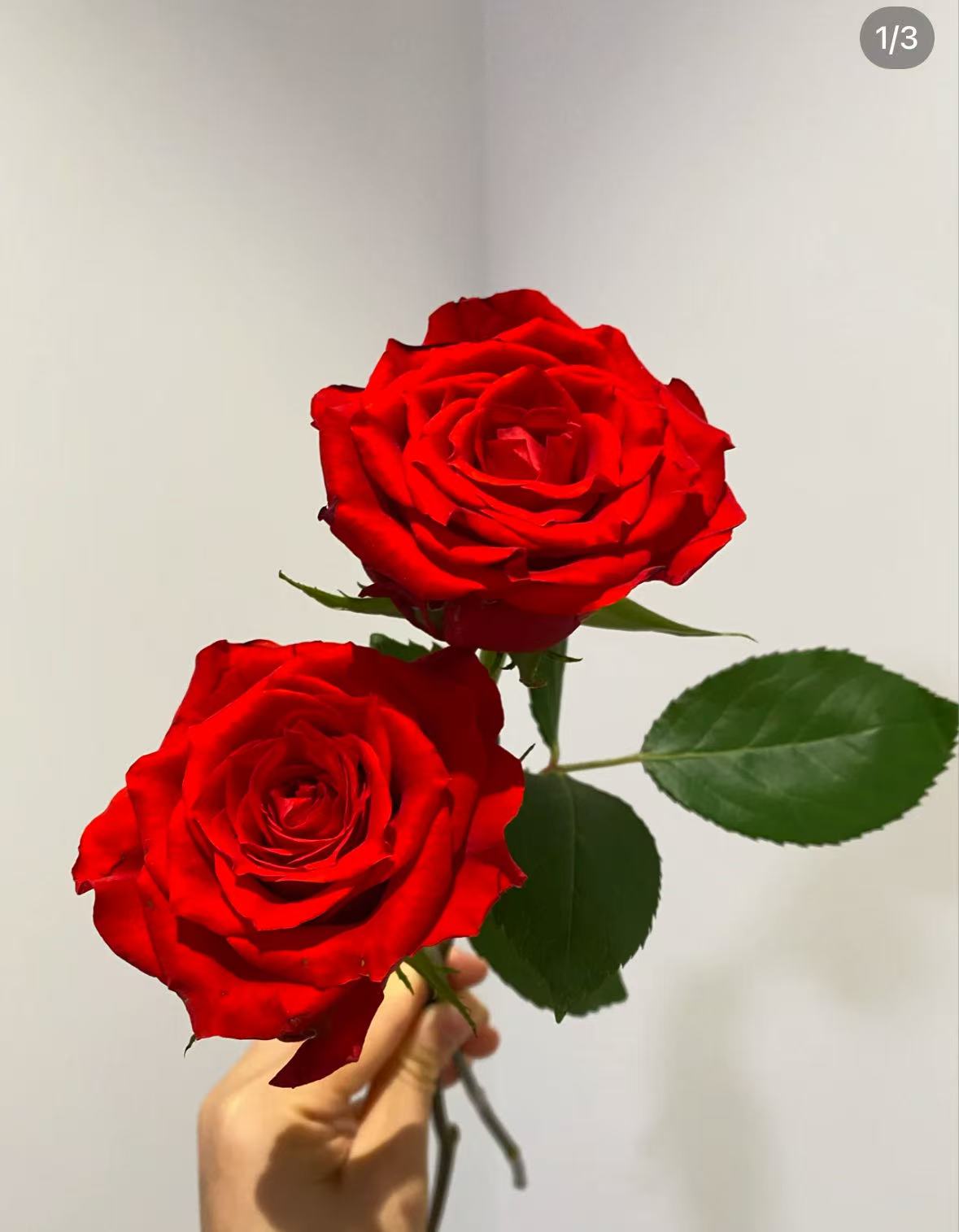 真爱月季中苗四季开花