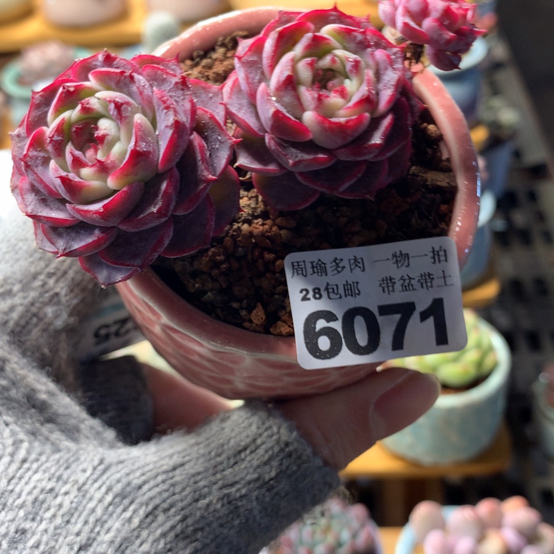 5厘米盆精控多肉6071