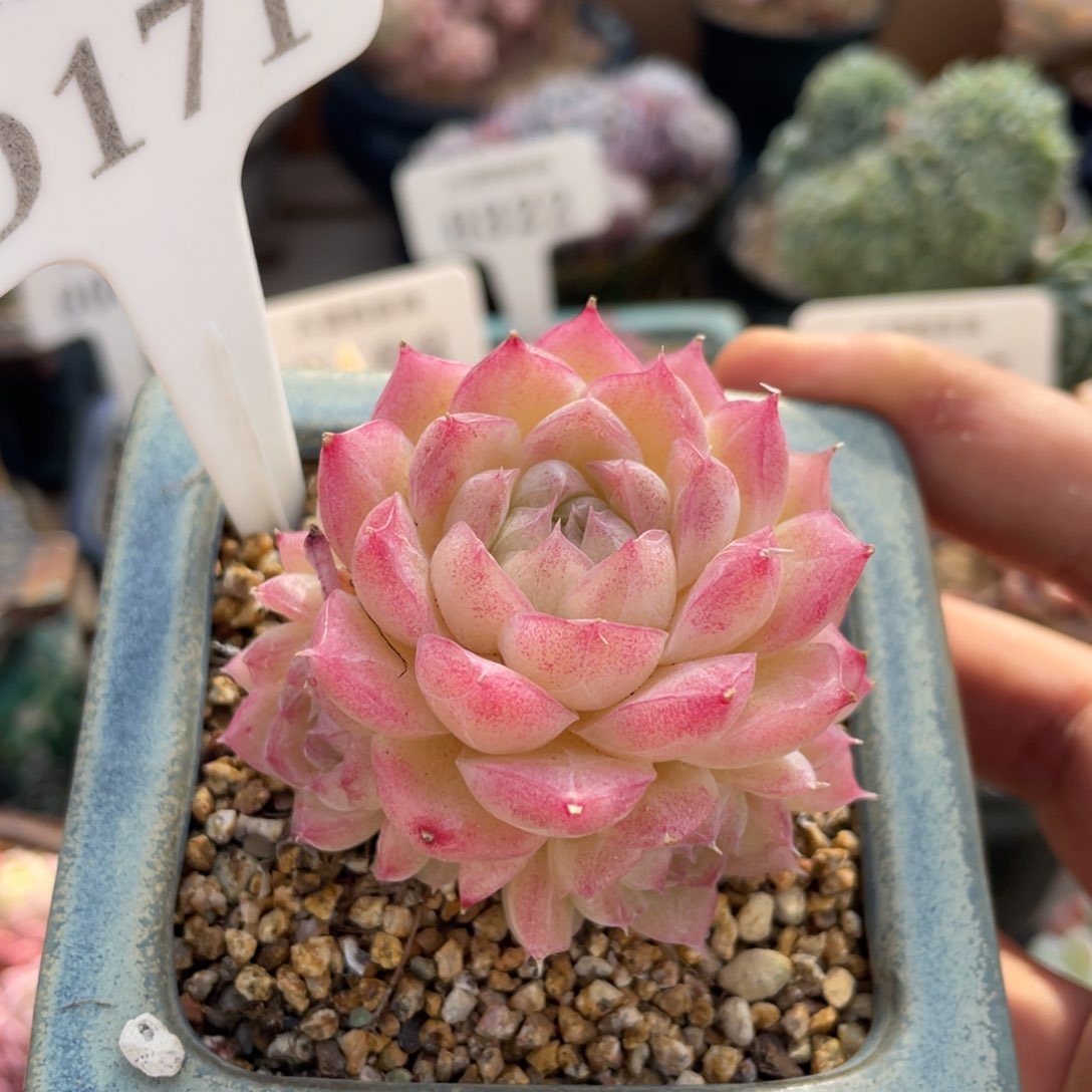 171女王玫瑰不带盆6厘米