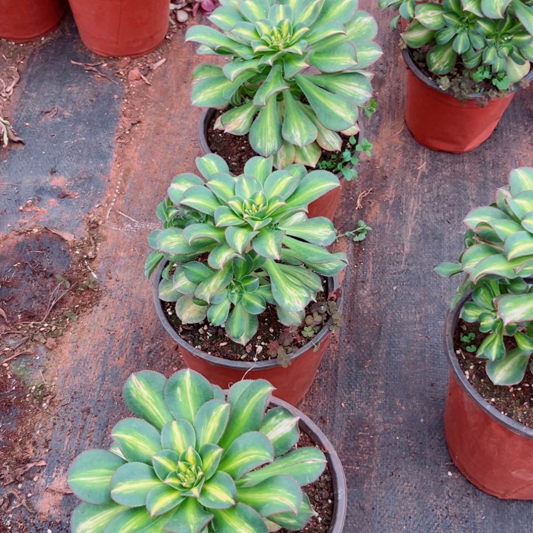 幻彩量拍带仔多肉植物