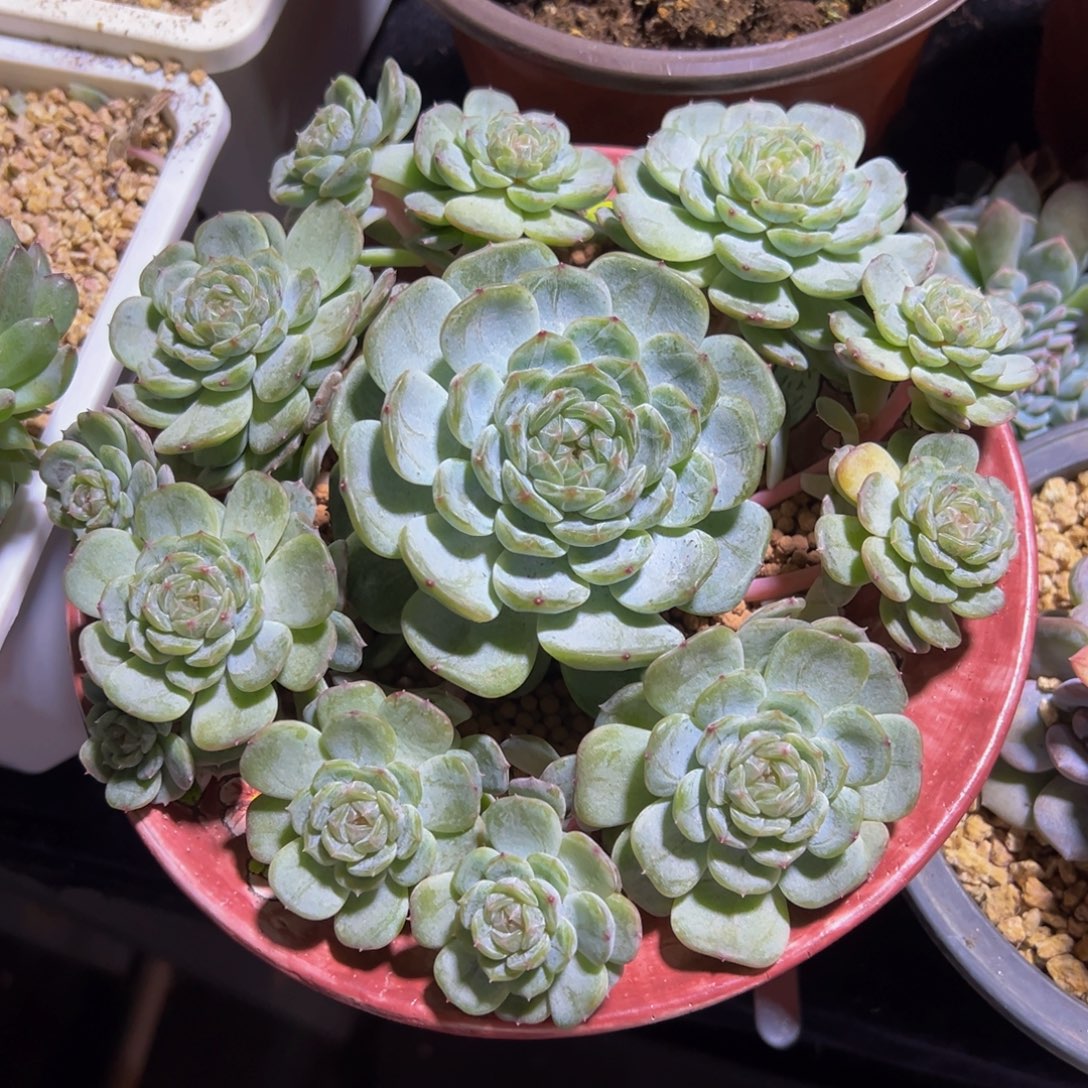 白恋手捧花 天天开心