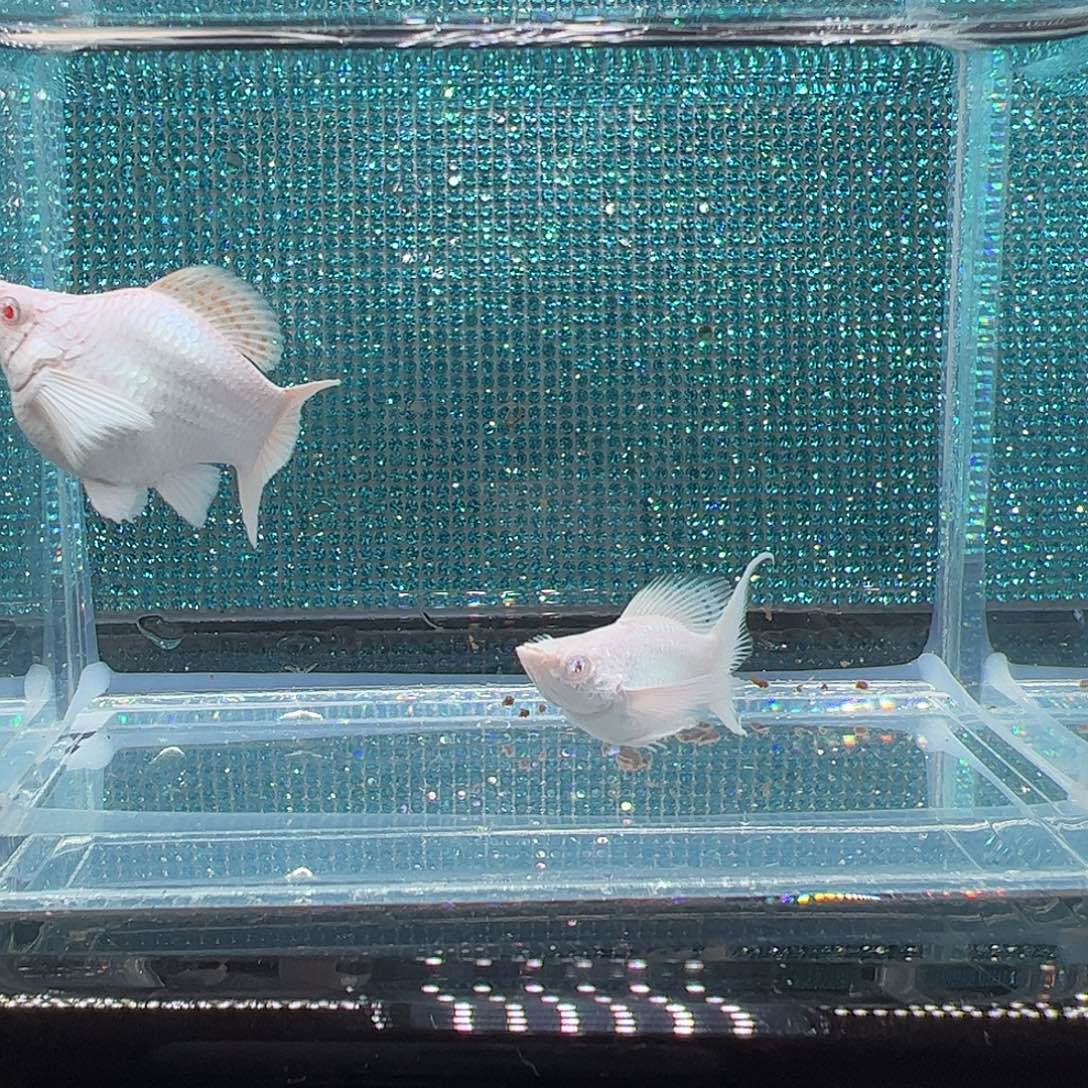 孔雀鱼瓷白粉钻眼