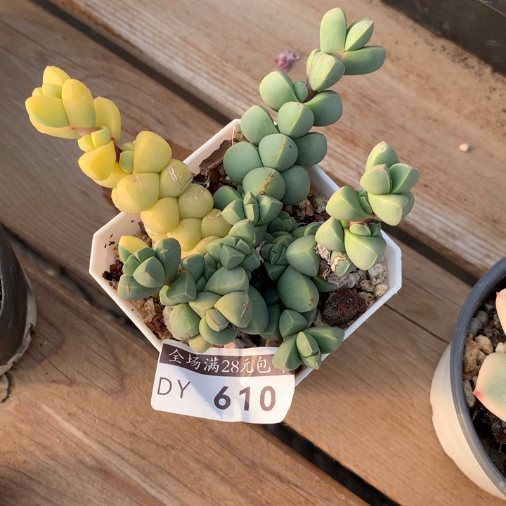 鹿角海棠锦多肉植物