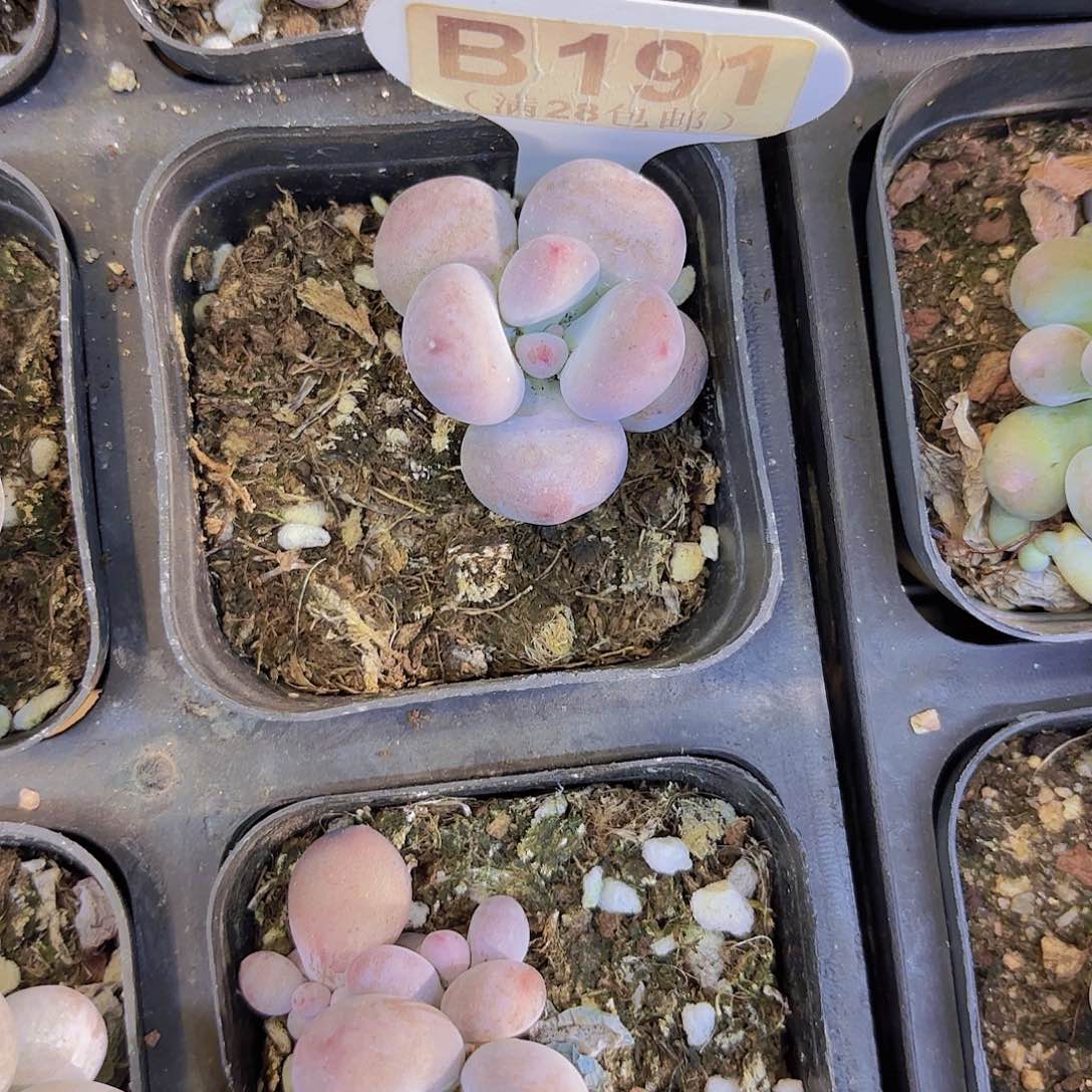 B191彩虹奶一物一拍
