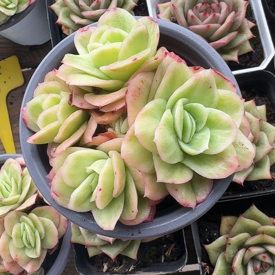 冰玫瑰锦多肉植物24.8