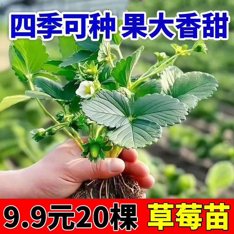 四季种植草莓苗奶油章姬红颜阳台小院种植幼秧苗四季结果多茬采收