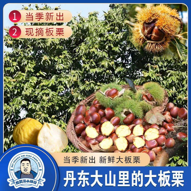 【中号10斤】板栗丹东大山里的大板栗当季新出新鲜栗子难剥皮生板栗