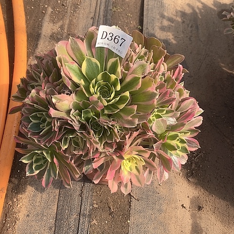 367白凤多肉有断枝