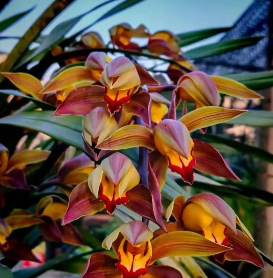 云南浓香型虎头兰独特品种一物一拍