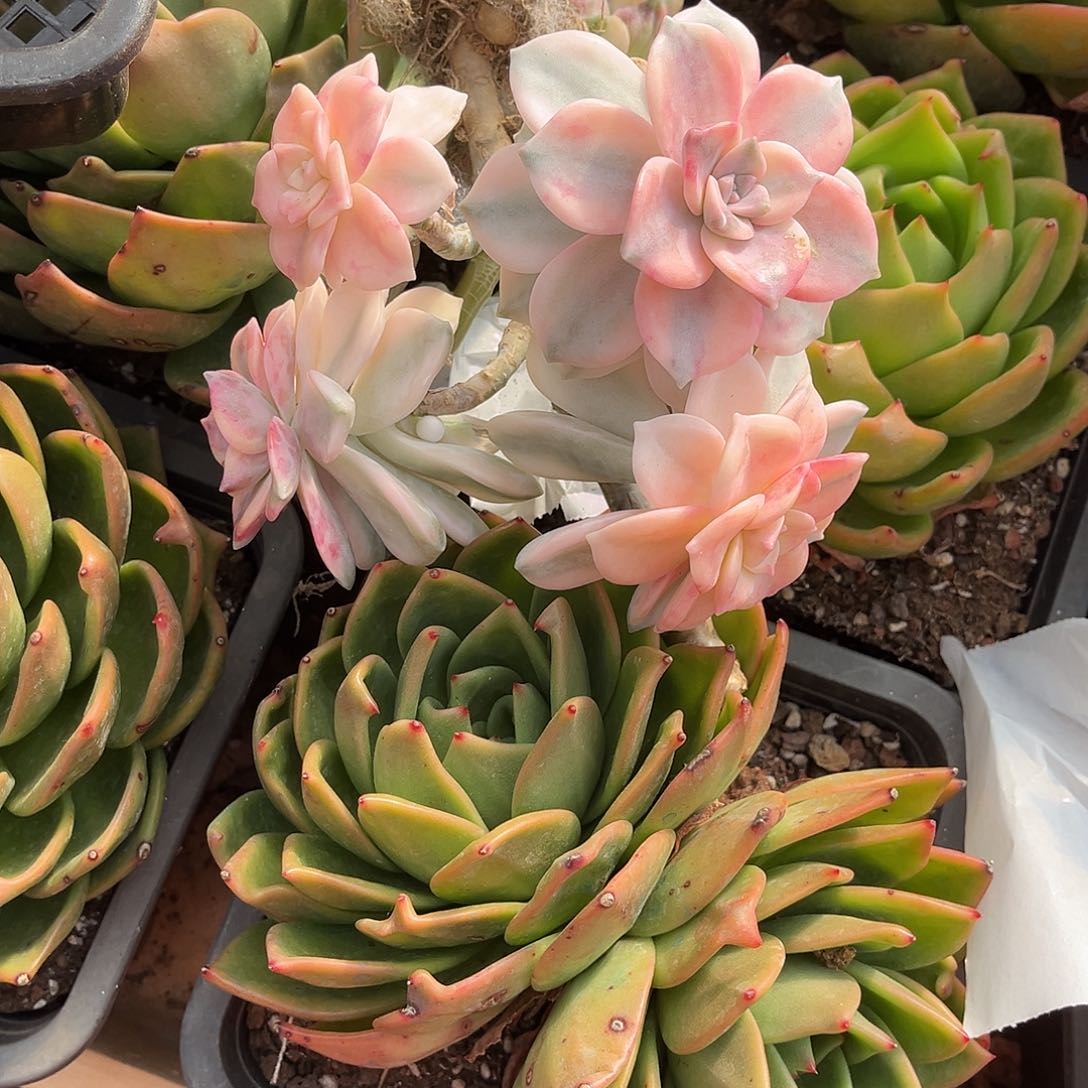 ?****?多肉植物紫乐景断枝四头45