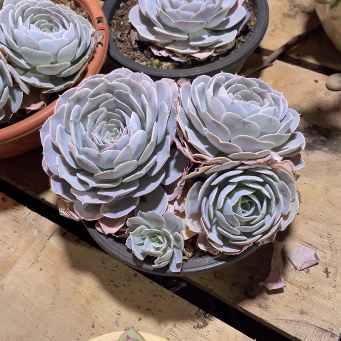 圣卡罗斯群生，官服23