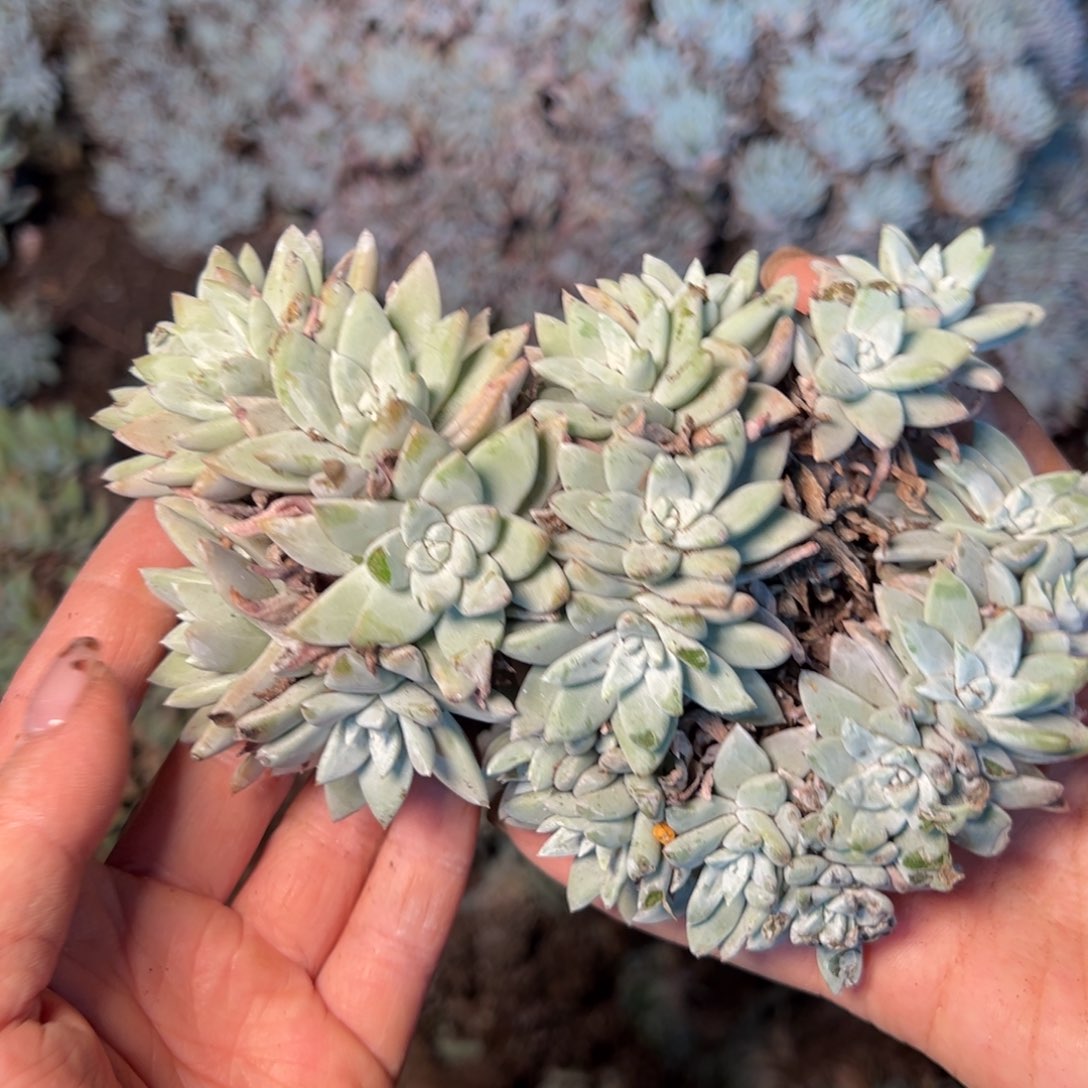 3265 今晚瑕疵无售后