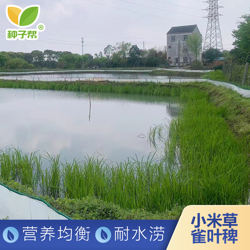 小米草种子春夏播种养鱼牧草柔嫩多汁鱼苗喜食养殖小龙虾耐热耐涝