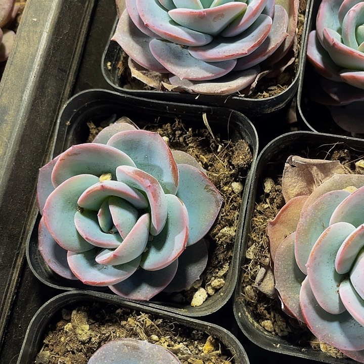 布鲁蓝2.8带哦土发