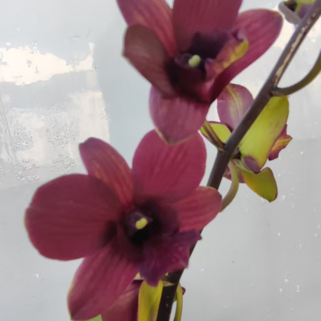 【小胖】【曼谷恋人石斛兰】昆明基地直发冻伤不售后