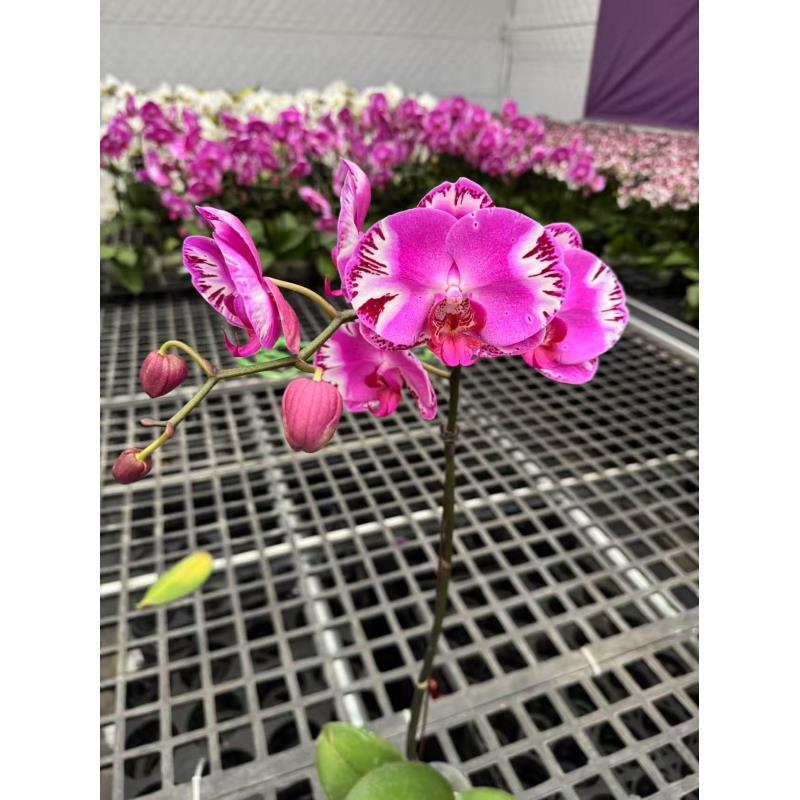 蝴蝶兰【大洋靓女】室内精品花卉昆明直发