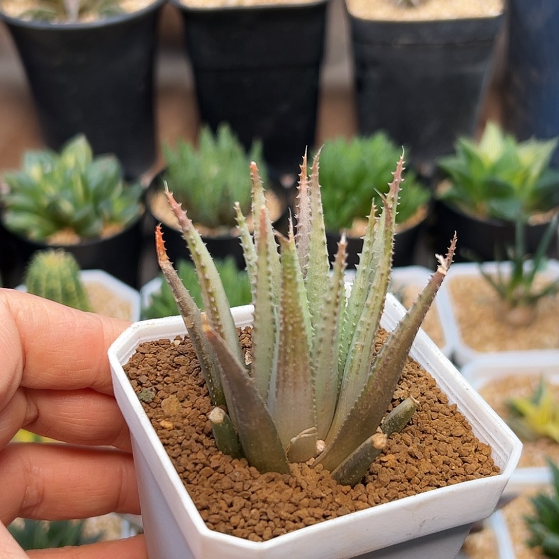 鱿鱼 八爪鱼一颗一颗一颗