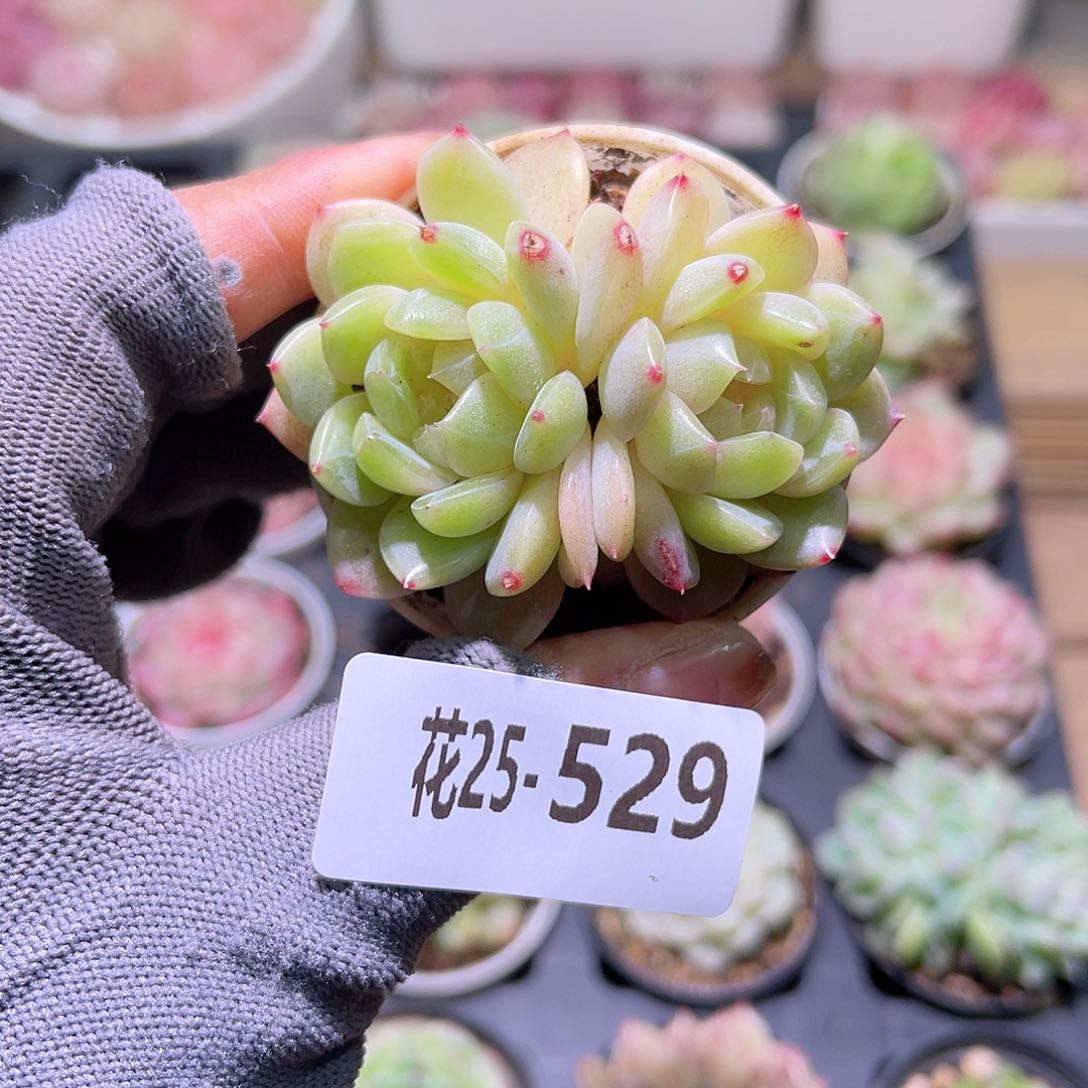 花25-529新品双头