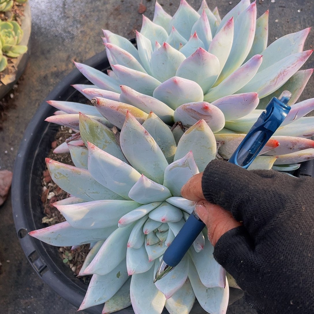 布兰迪19.8多肉2头特价