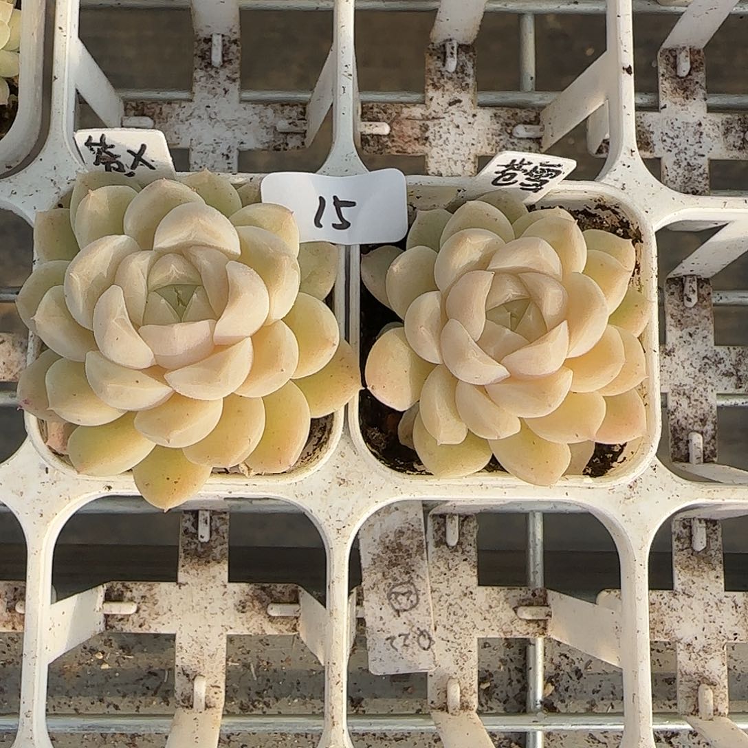15福利甜心苍雪单头随机发货