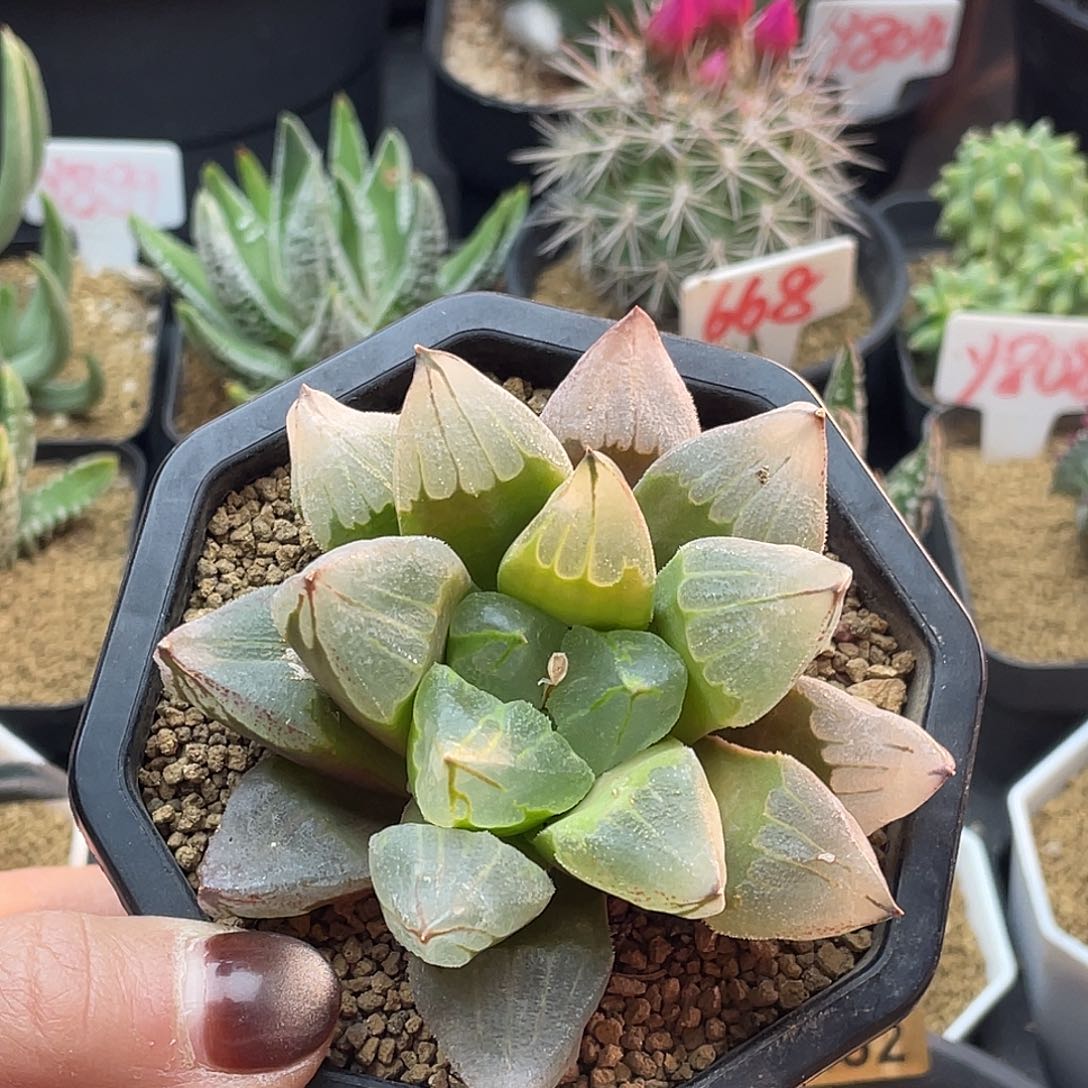 实生冰城寿的仙人球