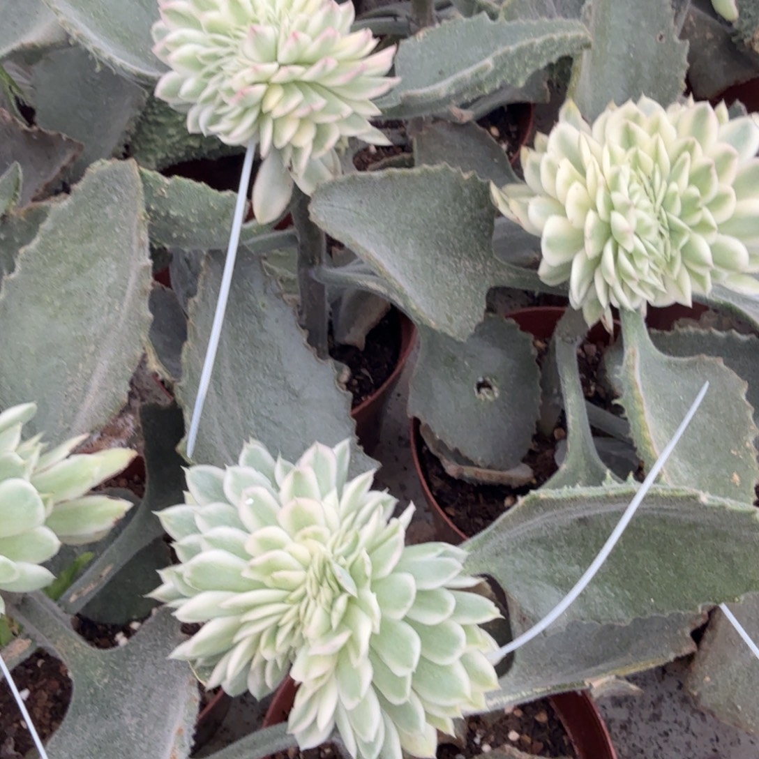 紫蝴蝶锦缀化，多肉锦