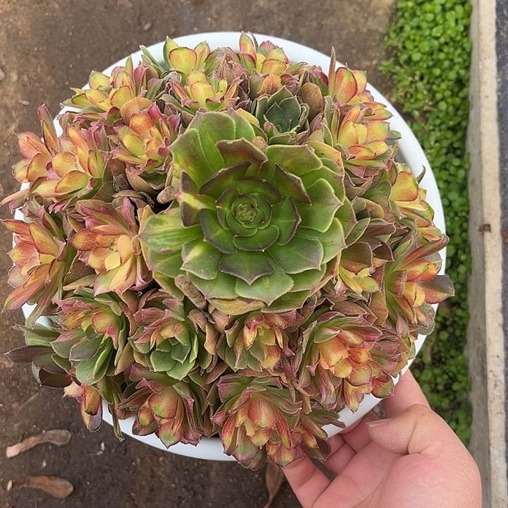 ****子海王七彩法师多肉植物