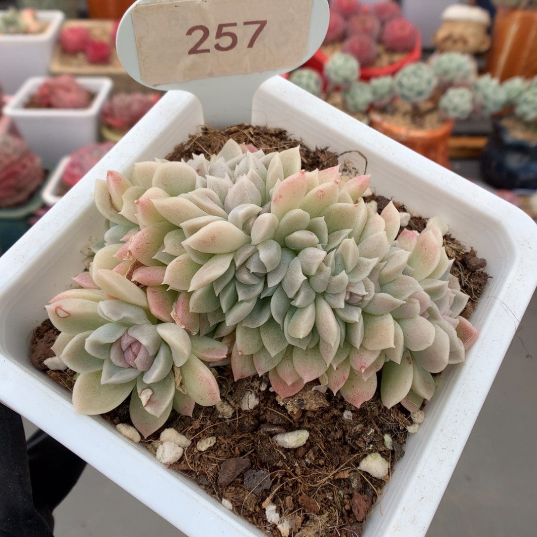 257 月影系缀多肉