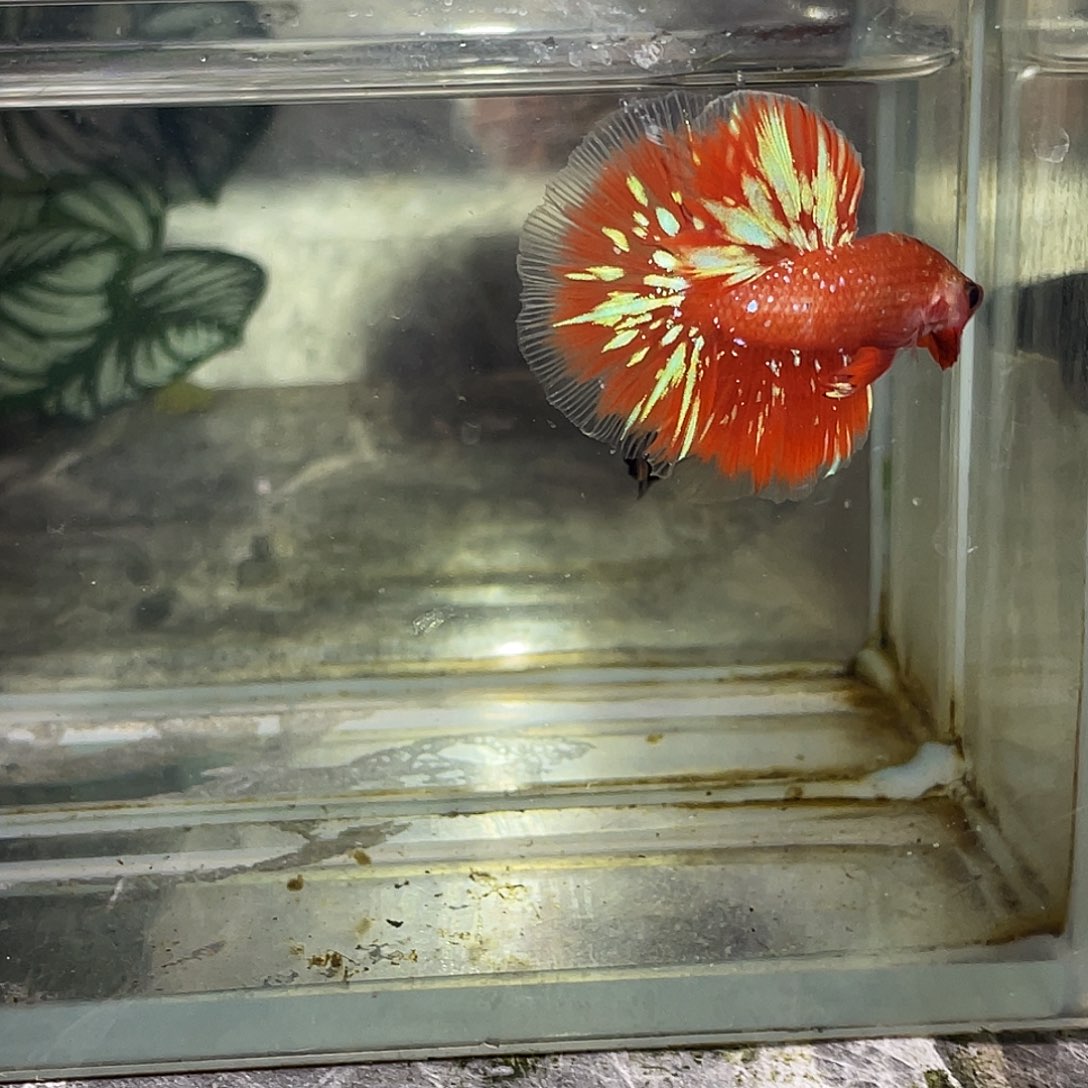 斗鱼育平斗鱼泰国斗鱼